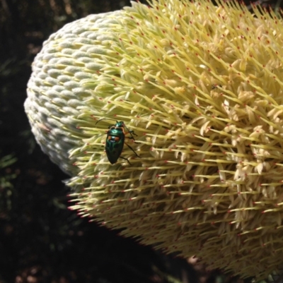 Scutiphora pedicellata (Metallic Jewel Bug) at Acton, ACT - 27 Dec 2015 by Ratcliffe