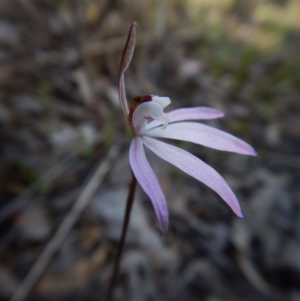 Caladenia fuscata at Cook, ACT - suppressed