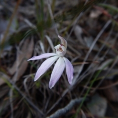 Caladenia fuscata at Cook, ACT - suppressed