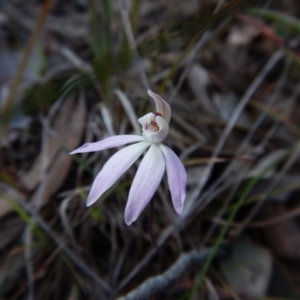 Caladenia fuscata at Cook, ACT - suppressed