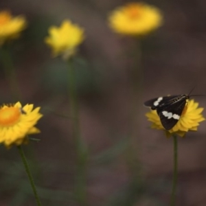 Nyctemera amicus at Yarralumla, ACT - 21 Feb 2011