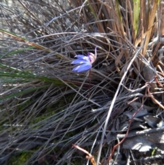 Cyanicula caerulea at Cook, ACT - 19 Sep 2016