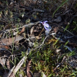 Cyanicula caerulea at Cook, ACT - 19 Sep 2016