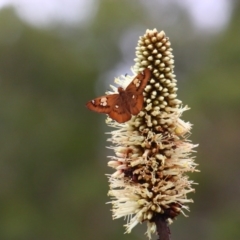 Netrocoryne repanda (Bronze Flat) at Acton, ACT - 10 Jan 2011 by Ratcliffe