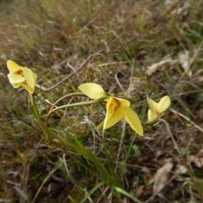 Diuris chryseopsis (Golden Moth) at Cook, ACT - 20 Sep 2016 by CathB