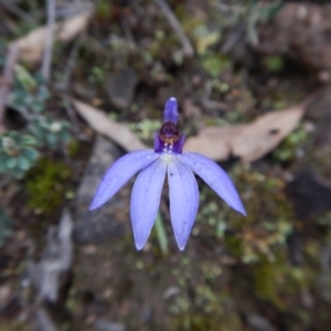 Cyanicula caerulea at Aranda, ACT - suppressed