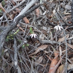 Caladenia fuscata (Dusky Fingers) at Aranda, ACT - 20 Sep 2016 by CathB