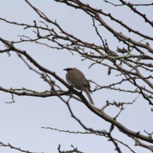 Philemon corniculatus at Hackett, ACT - 20 Sep 2016 02:21 PM