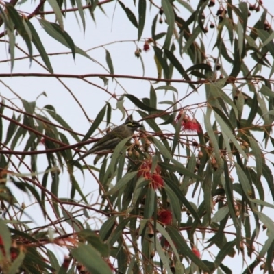 Caligavis chrysops (Yellow-faced Honeyeater) at Hackett, ACT - 20 Sep 2016 by petersan