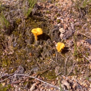 Lichenomphalia chromacea at Isaacs, ACT - 19 Sep 2016