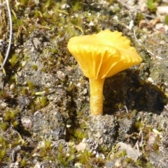 Lichenomphalia chromacea at Isaacs, ACT - 19 Sep 2016