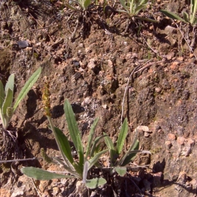 Plantago varia (Native Plaintain) at Isaacs, ACT - 19 Sep 2016 by Mike