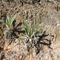 Plantago varia at Isaacs, ACT - 19 Sep 2016 03:56 PM