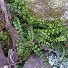 Asplenium flabellifolium (Necklace Fern) at Isaacs, ACT - 19 Sep 2016 by Mike