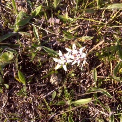 Wurmbea dioica subsp. dioica (Early Nancy) at Isaacs Ridge - 19 Sep 2016 by Mike