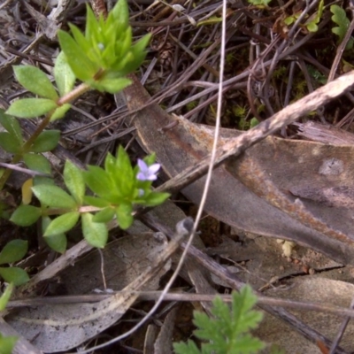 Sherardia arvensis (Field Madder) at Isaacs Ridge - 20 Sep 2016 by Mike