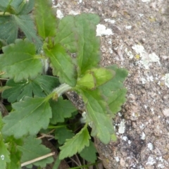 Veronica calycina at Jerrabomberra, ACT - 20 Sep 2016