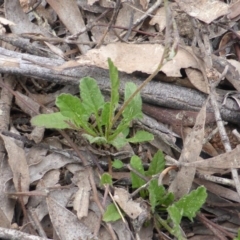 Convolvulus angustissimus subsp. angustissimus (Australian Bindweed) at Jerrabomberra, ACT - 20 Sep 2016 by Mike