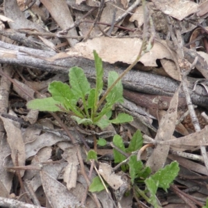 Convolvulus angustissimus subsp. angustissimus at Jerrabomberra, ACT - 20 Sep 2016