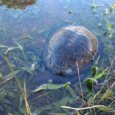 Chelodina longicollis (Eastern Long-necked Turtle) at Mulligans Flat - 21 Sep 2016 by GarethQ