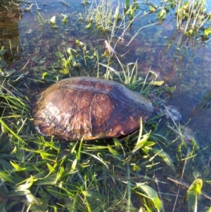 Chelodina longicollis at Gungahlin, ACT - 21 Sep 2016 05:11 PM