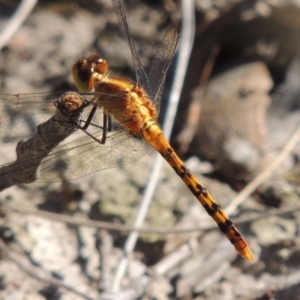 Diplacodes melanopsis at Bywong, NSW - 24 Oct 2015