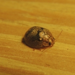 Paropsisterna laesa species complex (Laesa leaf beetle) at Conder, ACT - 19 Oct 2015 by MichaelBedingfield