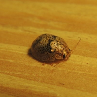 Paropsisterna laesa species complex (Laesa leaf beetle) at Conder, ACT - 19 Oct 2015 by MichaelBedingfield