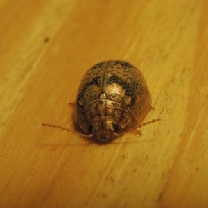 Paropsisterna laesa species complex at Conder, ACT - 19 Oct 2015