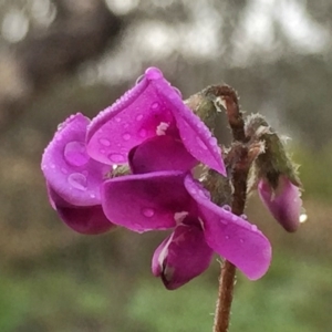 Swainsona sericea at Jerrabomberra, NSW - 22 Sep 2016