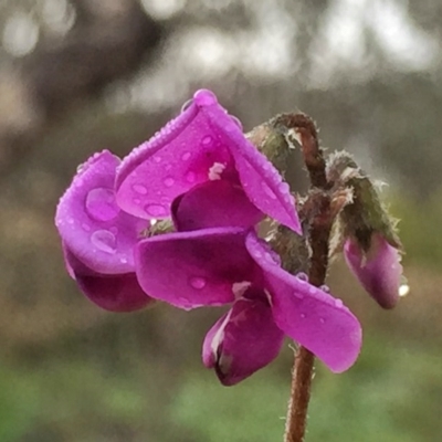 Swainsona sericea (Silky Swainson-Pea) at Wandiyali-Environa Conservation Area - 21 Sep 2016 by Wandiyali