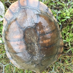 Chelodina longicollis at Gungahlin, ACT - 22 Sep 2016