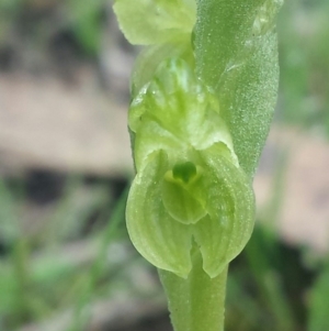 Hymenochilus muticus at Casey, ACT - 22 Sep 2016