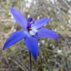 Glossodia major (Wax Lip Orchid) at Mulligans Flat - 22 Sep 2016 by CedricBear