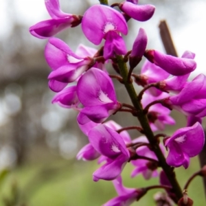 Indigofera australis subsp. australis at Sutton, NSW - 22 Sep 2016