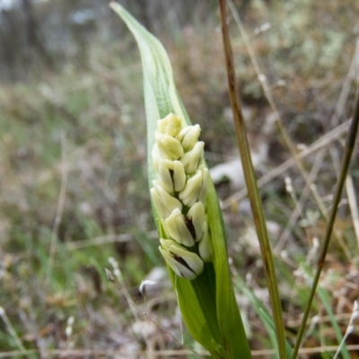 Wurmbea dioica subsp. dioica (Early Nancy) at Gungahlin, ACT - 22 Sep 2016 by CedricBear