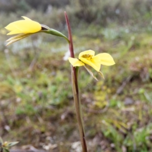 Diuris chryseopsis at Sutton, NSW - suppressed