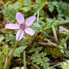 Erodium cicutarium (Common Storksbill, Common Crowfoot) at Sutton, NSW - 22 Sep 2016 by CedricBear