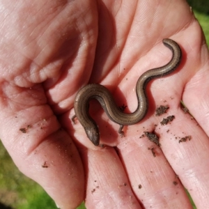 Hemiergis talbingoensis at Ainslie, ACT - 19 Jan 2016