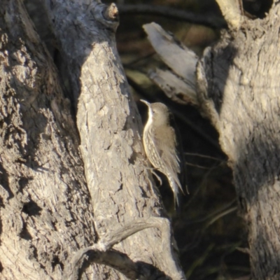 Cormobates leucophaea (White-throated Treecreeper) at Isaacs Ridge - 28 Aug 2016 by Mike