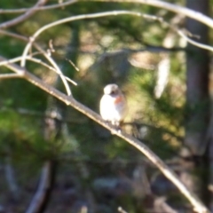 Petroica boodang (Scarlet Robin) at Isaacs Ridge - 28 Aug 2016 by Mike