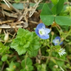 Veronica persica (Creeping Speedwell) at Parkes, ACT - 22 Sep 2016 by Mike