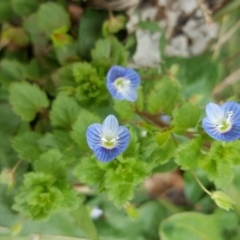 Veronica persica at Parkes, ACT - 22 Sep 2016