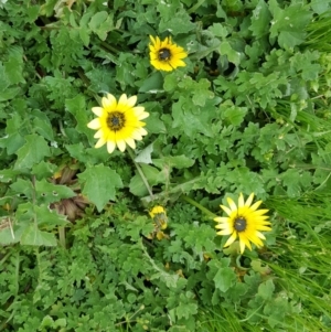 Arctotheca calendula at Parkes, ACT - 22 Sep 2016 11:42 AM