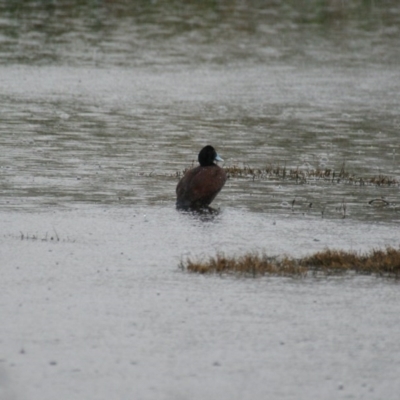 Oxyura australis (Blue-billed Duck) at Fyshwick, ACT - 20 Sep 2016 by roymcd