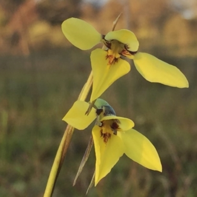 Diuris chryseopsis (Golden Moth) at Wandiyali-Environa Conservation Area - 23 Sep 2016 by Wandiyali