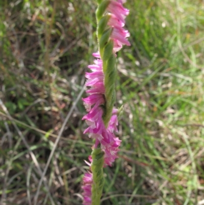 Spiranthes australis (Austral Ladies Tresses) at Tennent, ACT - 14 Mar 2012 by BarrieR