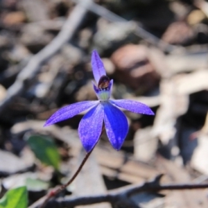 Cyanicula caerulea at Hackett, ACT - suppressed