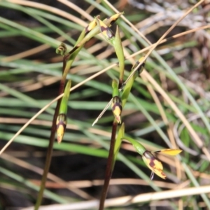 Diuris pardina at Canberra Central, ACT - suppressed