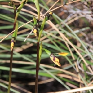 Diuris pardina at Canberra Central, ACT - suppressed